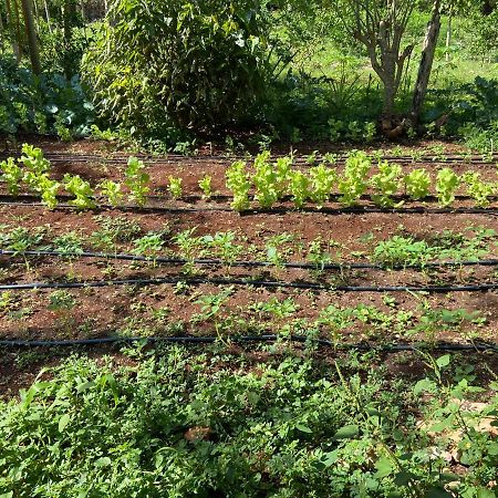 Encantadora Villa Maya Tradicional En Rancho Agroecologico Tzucaceb Екстериор снимка