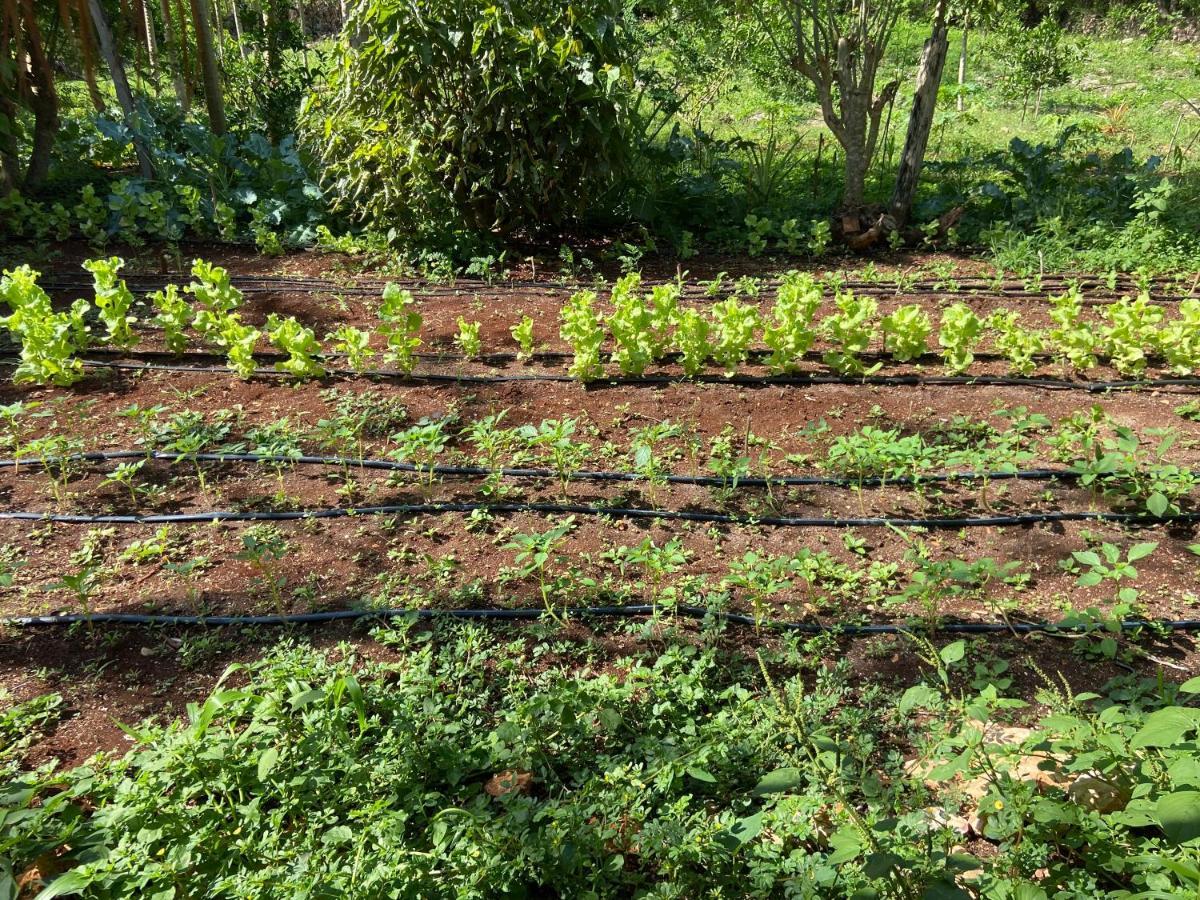Encantadora Villa Maya Tradicional En Rancho Agroecologico Tzucaceb Екстериор снимка