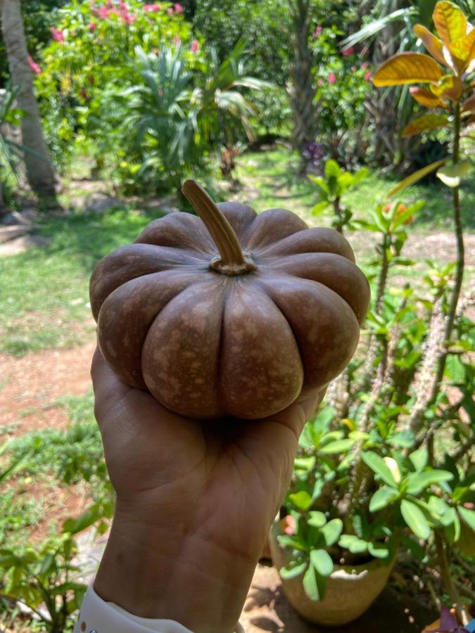 Encantadora Villa Maya Tradicional En Rancho Agroecologico Tzucaceb Екстериор снимка